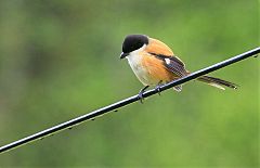 Long-tailed Shrike